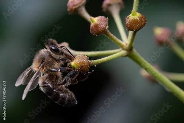 Obraz Abeja sobre flor