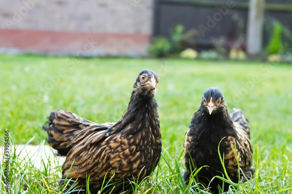 Obraz pekin bantamns