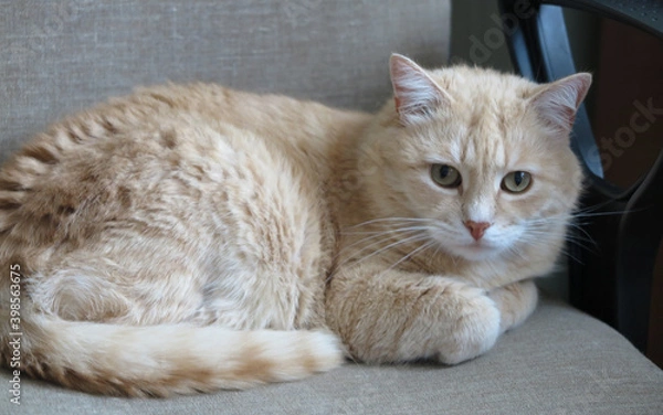 Obraz A beautiful domestic cat lies on an office chair near the armrest. Soft focus.