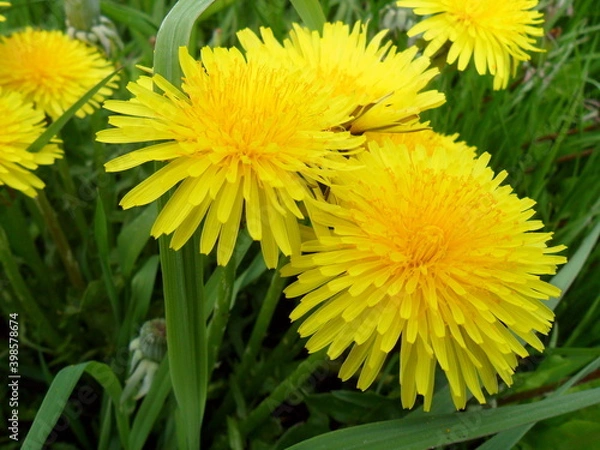 Obraz mniszek lekarski