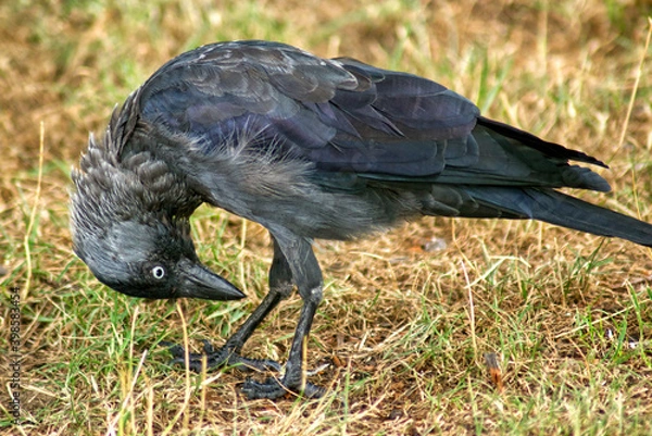 Obraz Western jackdaw on a mown meadow