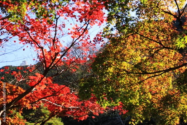 Fototapeta 日本の秋　岐阜県金華山　紅葉と岐阜城