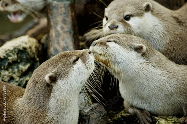 Obraz otters kissing