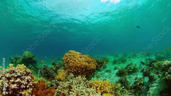 Obraz Tropical colourful underwater seascape.The underwater world with colored fish and a coral reef. Philippines.