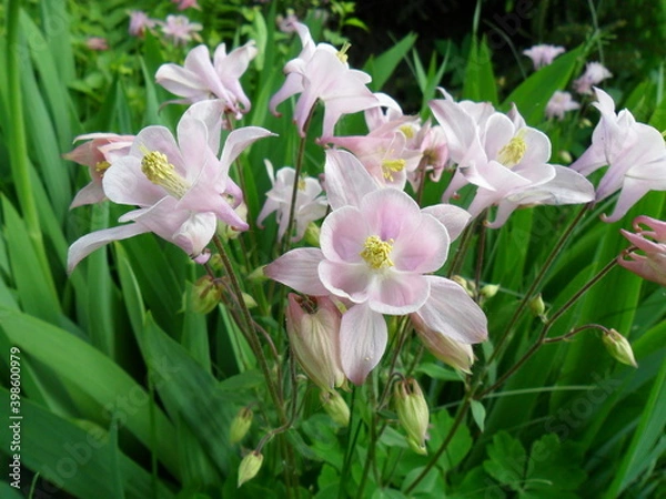 Obraz orlik, Aquilegia