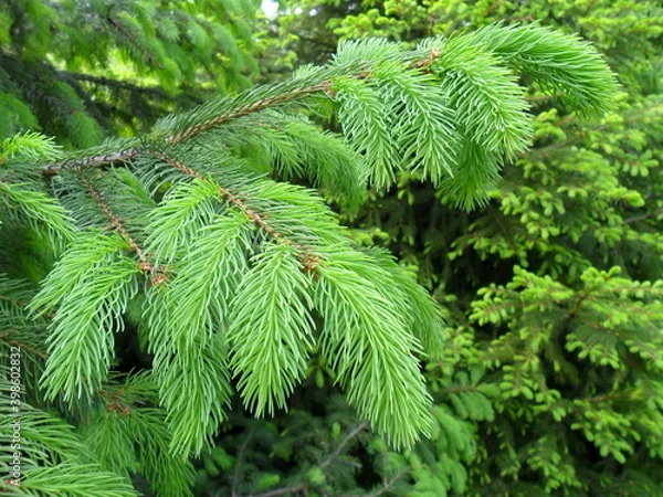 Obraz Gałązka świerku