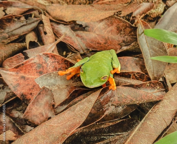 Fototapeta Red Eyed Tree Frog