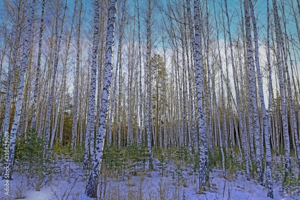 Fototapeta Winter birch forest against a blue sky with white clouds