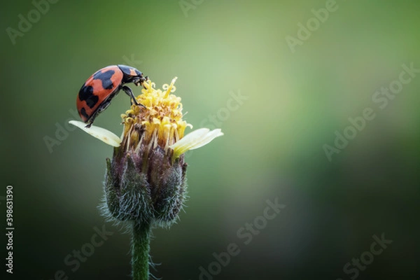 Fototapeta Close up of ladybug sitting at the top of wild flower isolated on nature background