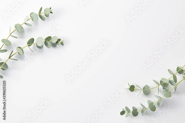 Obraz ユーカリ　ボタニカルな植物の白背景