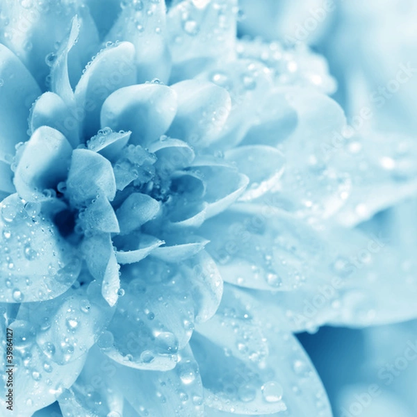 Obraz Beautiful blue flower with drops