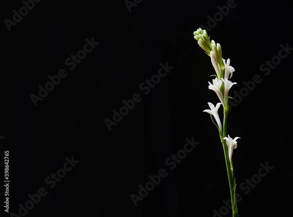 Fototapeta elegant branch white orchid isolated on a black background, with copy space