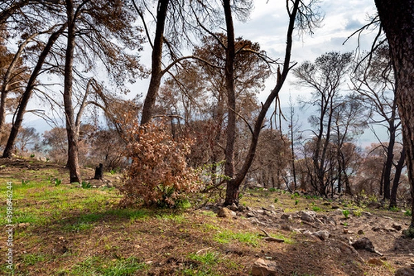 Obraz Trees burnt  after a forest fire in a coniferous forest on Mount Tabor in northern Israel
