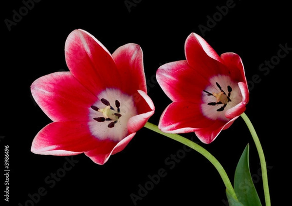 Obraz Red tulips