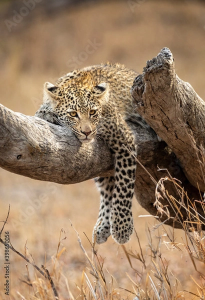 Obraz Vertical portrait of a young leopard cub lying on a dead tree trunk in Kruger Park in South Africa