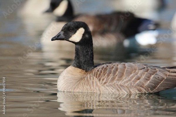 Fototapeta A Cackling Goose swims on a pond on the Colorado prairie.