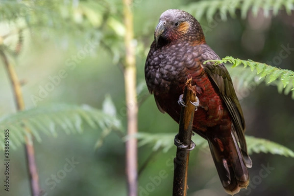 Fototapeta A New Zealand kaka (nestor meridionalis) perched in a tree at Maungatautari reserve, with tree ferns in the background..