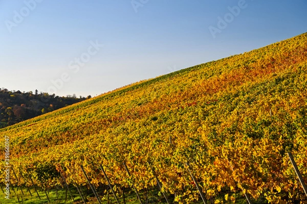 Fototapeta Beautiful view of a yellow and red colored vineyard under a clear blue sky during autumn.