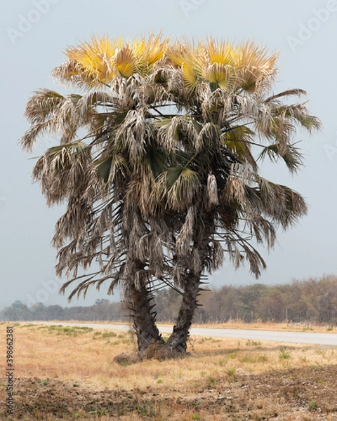 Obraz Makalani Palm on the roadside in Northern Namibia.