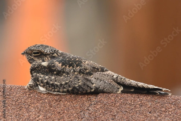 Fototapeta A Common Nighthawk perches on a roof.