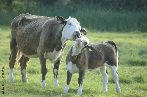 Obraz matka krowy liże dziecko