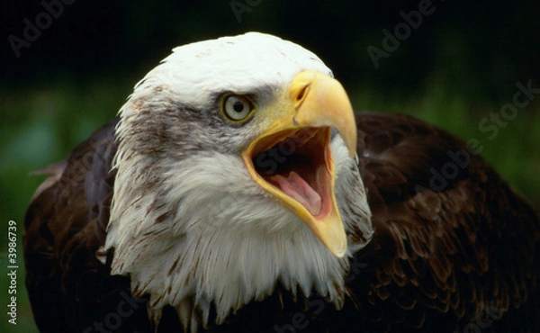 Obraz bald eagle shouting
