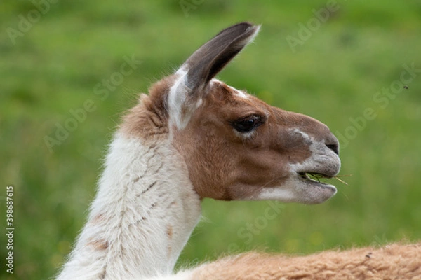 Obraz ritratto di lama