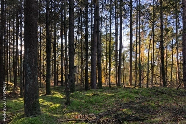 Fototapeta straight trees with sun