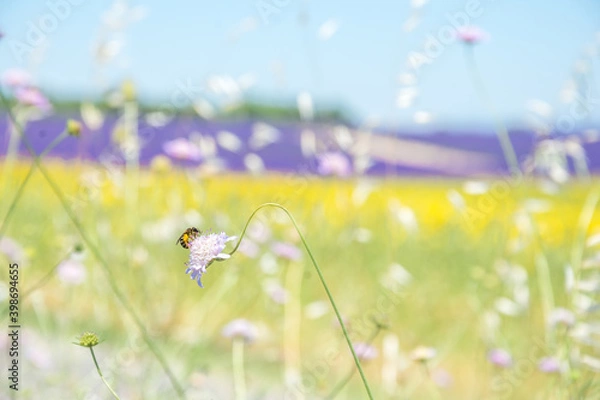 Obraz Lavander-6 stunning Lavender landscape - valensole lavender field. Blooming violet fragrant lavender flowers with with a clear sky.