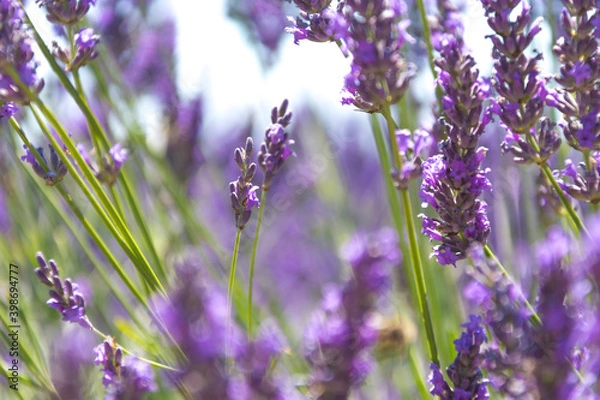 Obraz Lavander-5 stunning Lavender landscape - valensole lavender field. Blooming violet fragrant lavender flowers with with a clear sky.
