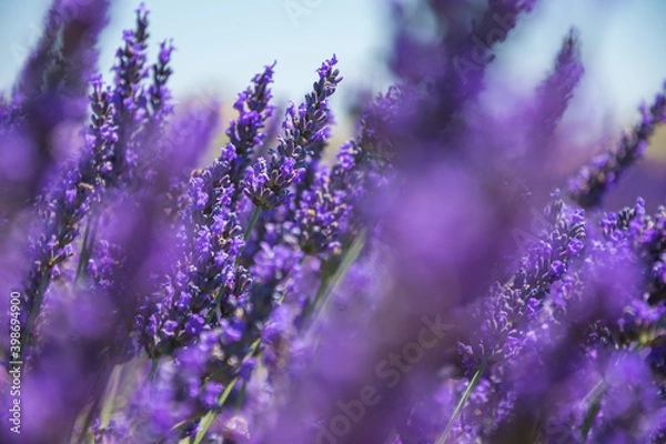 Fototapeta Lavander-4 stunning Lavender landscape - valensole lavender field. Blooming violet fragrant lavender flowers with with a clear sky.