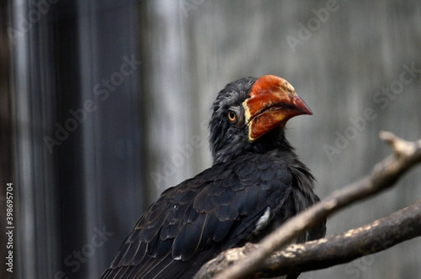 Fototapeta カンムリコサイチョウ