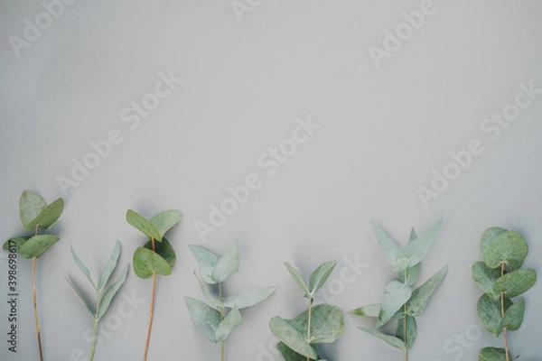 Fototapeta branches and leaves of eucalyptus on a gray background. top view. copy space. flat lay