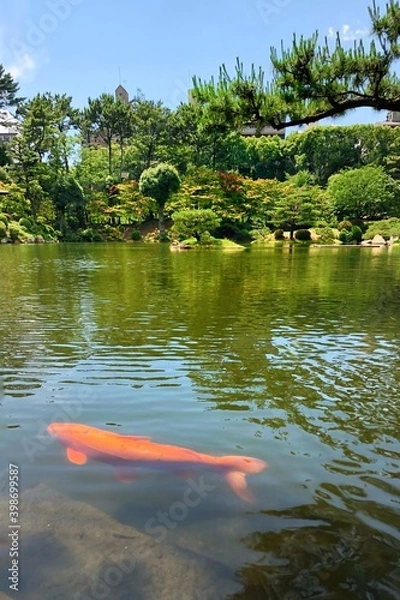 Fototapeta Big fish under water in Japanese garden