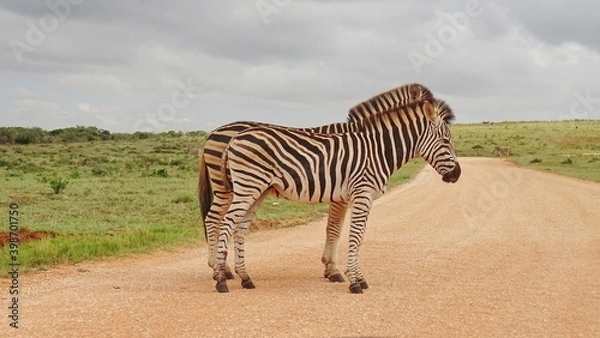 Fototapeta pair of zebra's standing in Savannah