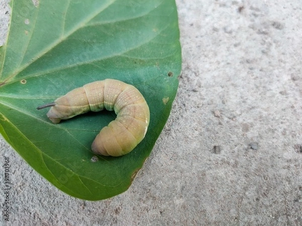 Obraz caterpillar on leaf