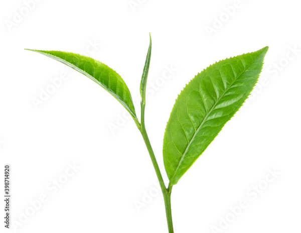 Obraz green tea leaf on white background