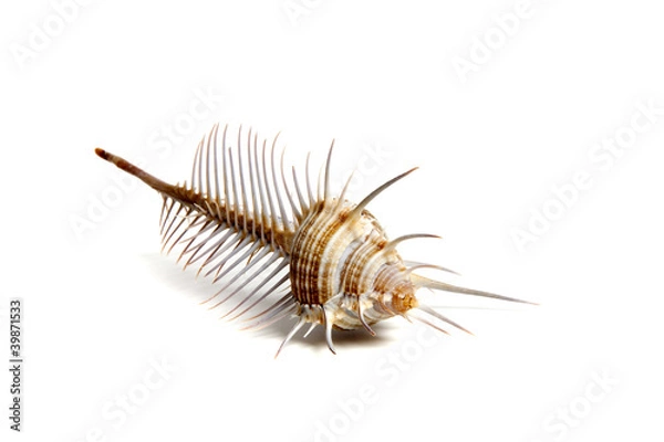 Fototapeta murex pecten