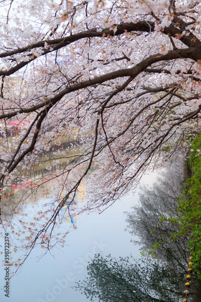 Fototapeta 横浜　東京　お花見　夜桜