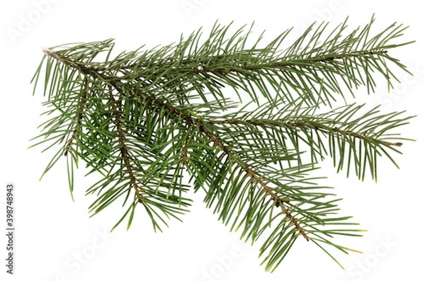 Fototapeta fir branch isolated on white background