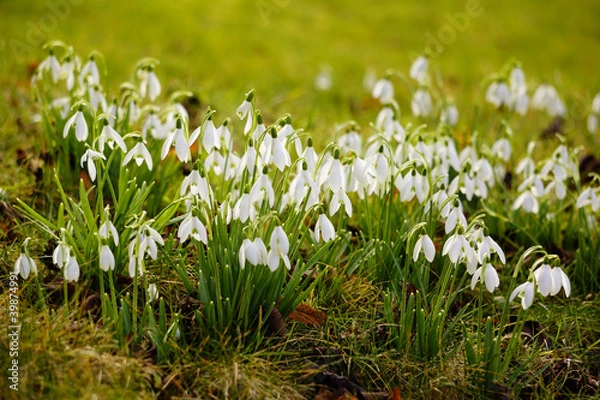 Fototapeta Snowdrops