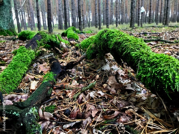 Fototapeta wild forest