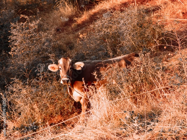 Obraz cow in the field