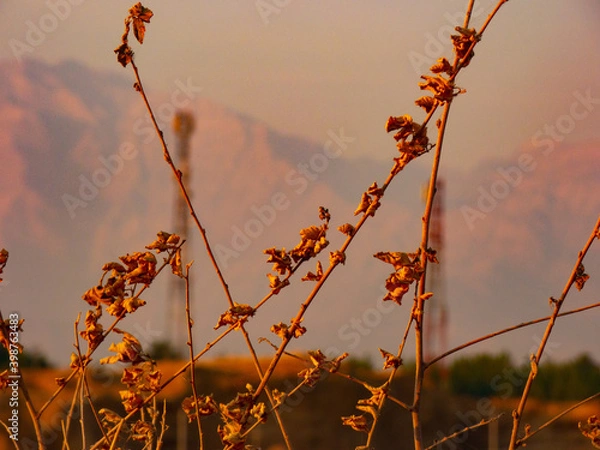 Obraz grass in the sunset