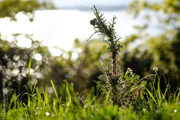 Fototapeta the thistle extends towards the sky and has the sea as a background