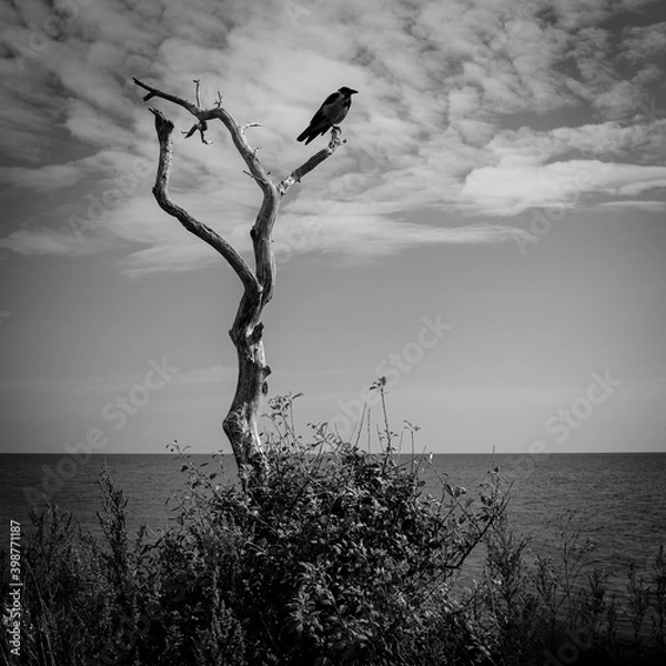 Fototapeta a lone crow in a dead tree on the Swedish coast