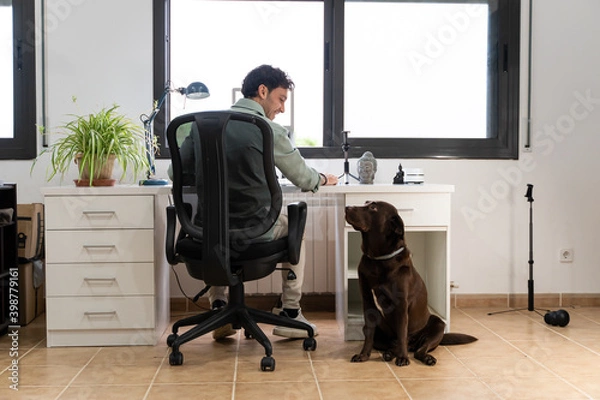 Fototapeta a young man is working from home with his computer in the office and his dog distracts him