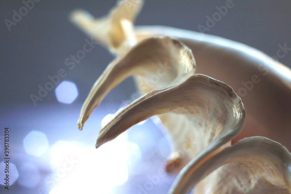 Obraz 
closeup seashell