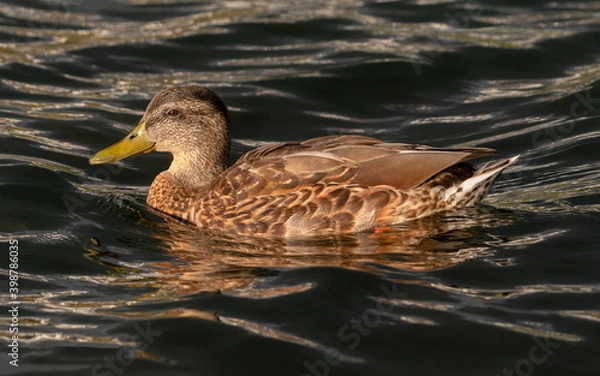 Obraz Profile view of a male juvenile mallard swimming on dark water.
