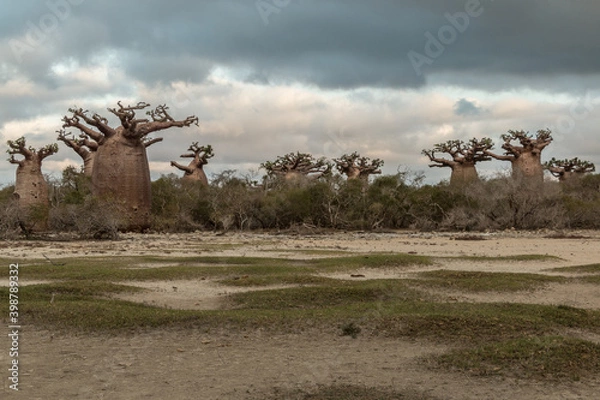 Fototapeta clouds over baobabs